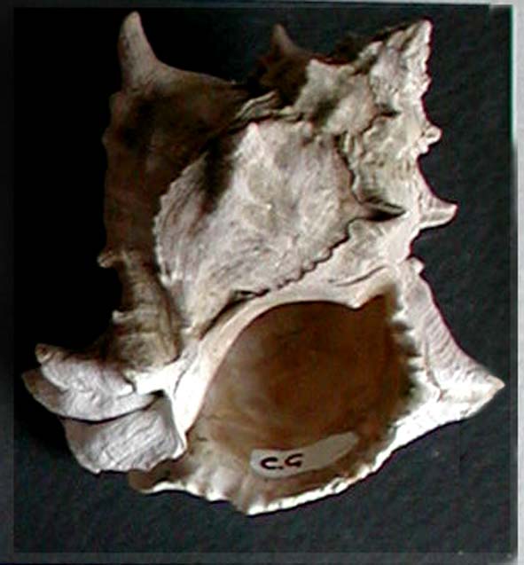 Hexaplex trunculus conglobatus (Michelotti,1841)